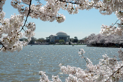 Photo courtesy of the National Park Service photo gallery – The cherry blossoms in full bloom