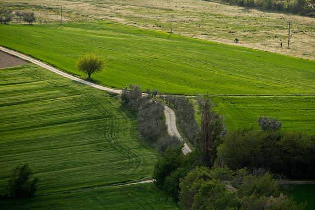 Assisi - Lone Tree