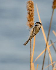 Chickadee on Cattail-0958.jpg by Mully410 * Images