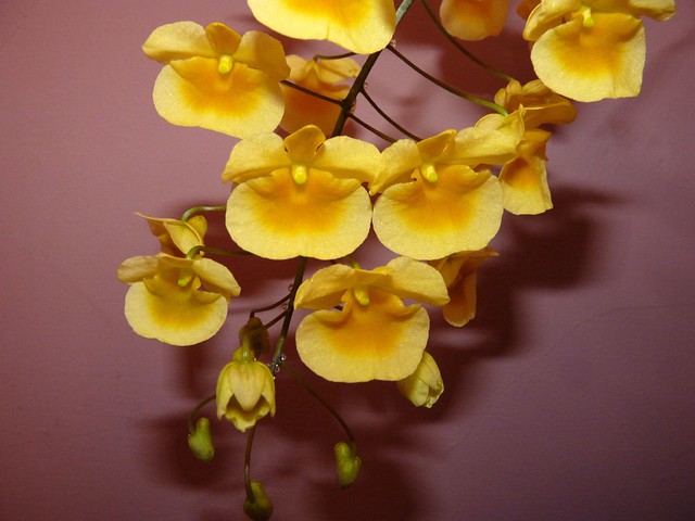 Dendrobium aggregatum species orchid, my 1st bloom  4-12*