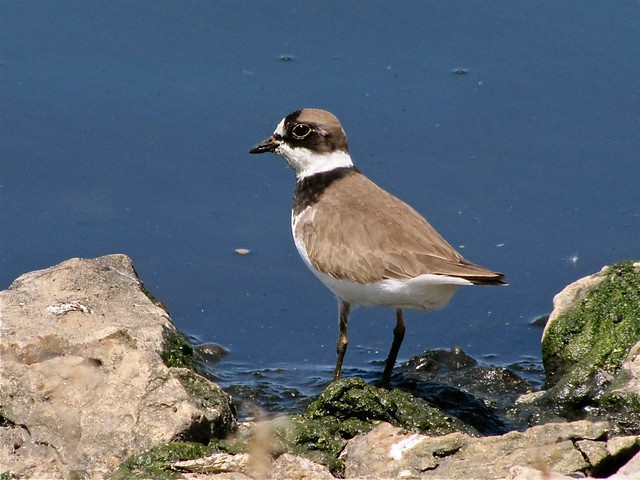 Semipalmated Plover at El Paso Sewage Treatment Center 14