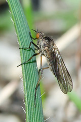 Diptera - Empididae