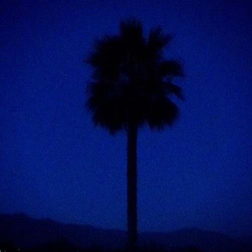 Goodnight palm tree.