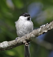 Chickadees, Titmice and Nuthatches