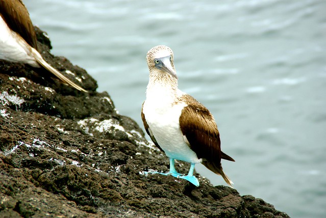 blue footed booby in the galapagos
