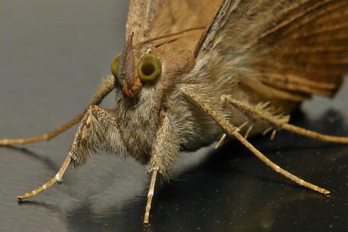 Noctuid Moth (Oxyodes scrobiculata, Noctuidae)