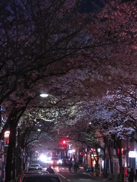Sakura night street 02