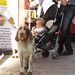 Dogs Of Bologna Italy 48