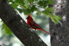 2012-07-21 - Finally Got the Cardinal