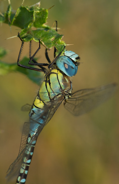 Southern migrant hawker Aeshna affinis 8