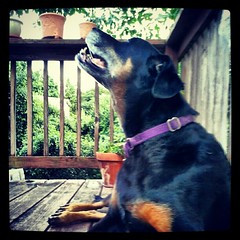 Lola...no idea what she was looking at. #dogs #deck #summer #petstagram #instadog #dogsofinstagram #dogstagram #happydog #rescue #adoptdontshop