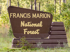 Francis Marion National Forest -- August, 2012