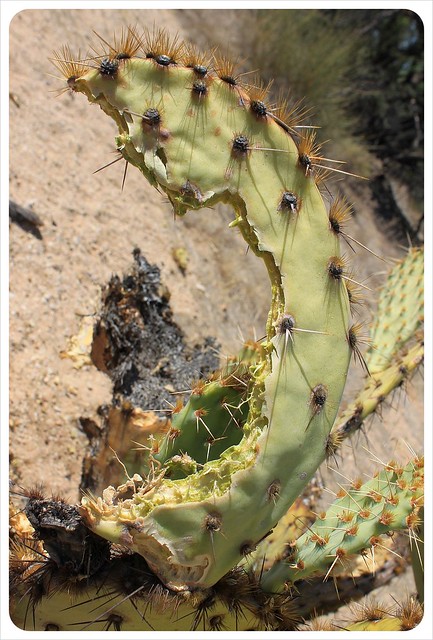cactus with bite in arizona