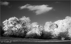 Infrared Sony A7, (Protech 830nm) 2016 only 