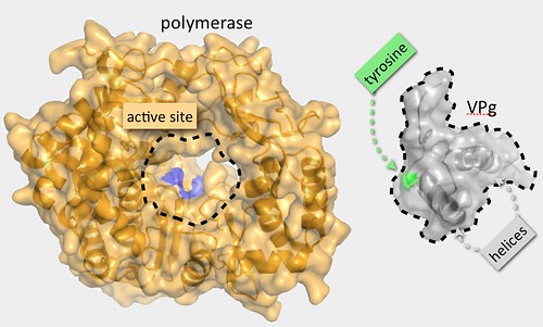 Norovirus polymerase and Vpg