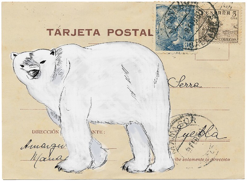 polar bear on postcard