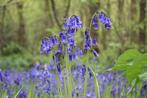 Bluebells at Lesnes Abbey Woods