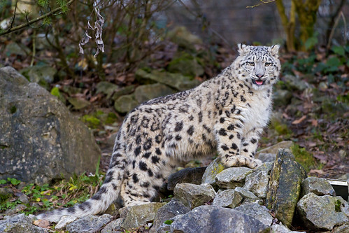 Cute Mohan posing on the rocks by Tambako the Jaguar