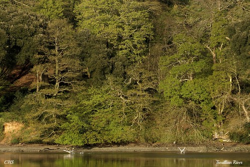 Tresillian River, Cornwall by Claire Stocker (Stocker Images)