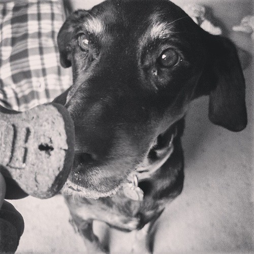 Lola "you has cookie for me?" #dobermanmix #rescue #dogstagram #adoptdontshop