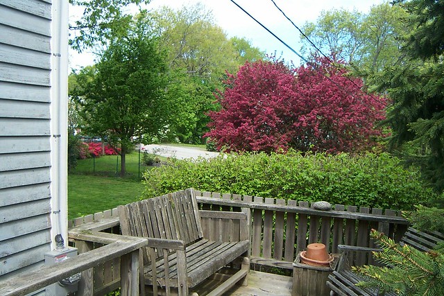16 May 2013 - Crapapple tree ("Pal") in bloom with "Nathaniel" hawthorne tree to its left.