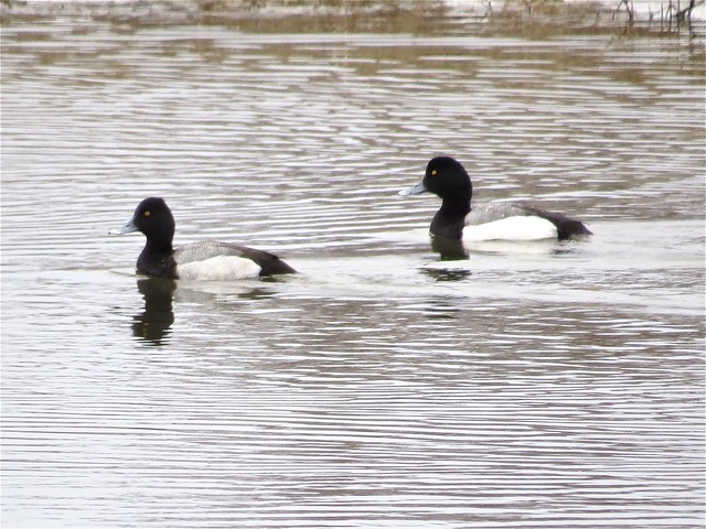 Greater and Lesser Scaups near Lake Bloomington, IL 02