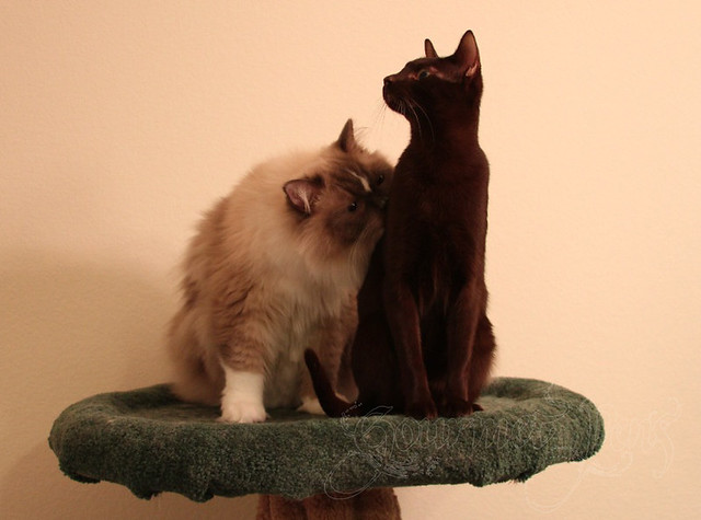 Tyco & Ellie on a Cat Tree