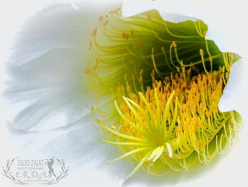 Beauty-Flower-®-2013 by ERDA El retratista de almas