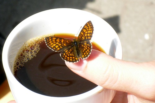 Coffee with a butterfly III
