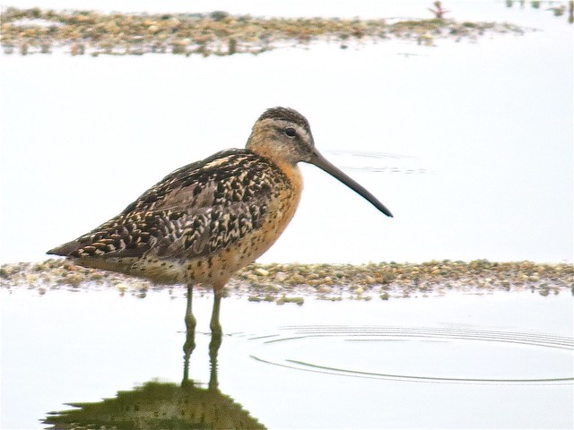 Short-billed Dowitcher at El Paso Sewage Treatment Center in El Paso, IL