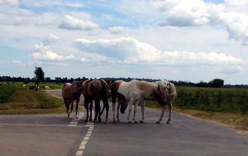 New Forest Ponies Traffic Jam
