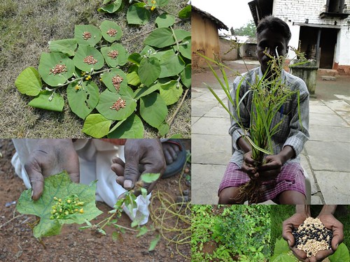Indigenous Medicinal Rice Formulations for Diabetes and Cancer Complications, Heart and Liver Diseases (TH Group-106 special) from Pankaj Oudhia’s Medicinal Plant Database by Pankaj Oudhia