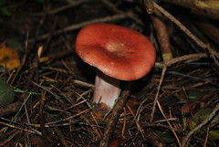 Russulales