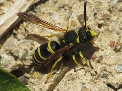 Wasps - Vespidae