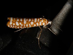 Yponomeutidae, Thailand