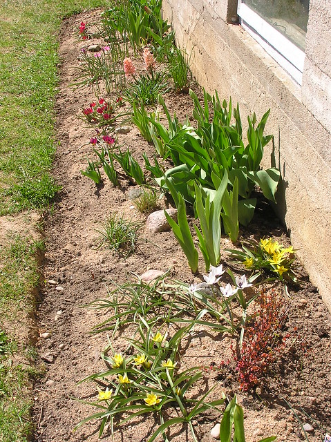 Spring bulb bed