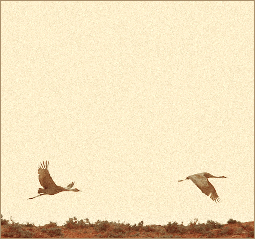 sandhill cranes | wyoming