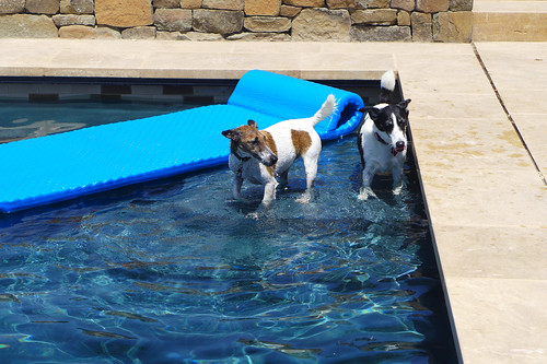 132/365: Doggie Swim Team by doglington