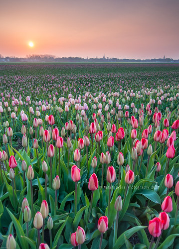 admire the blooming flower fields at sunrise by Nathalie Stravers