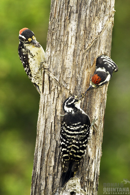 Nuttall's Woodpecker 3, Picoides nuttallii, male and female bringing food back to the nesting cavity. Los Osos, CA