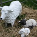 Countryside Challenge 2013 - Sheep