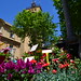 Aix en Provence Flower Market 04