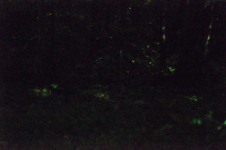 Blue Ghost Fireflies-008