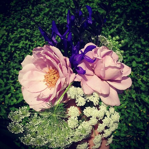 A bouquet from my garden: Violet's dead baby girl roses, black & blue sage, Queen Anne's lace.