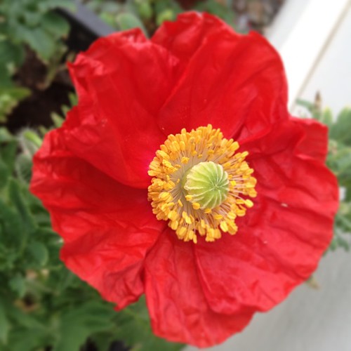 Yay! The first of my poppies have appeared!