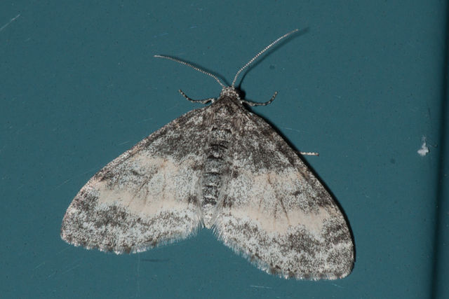 シロシタヒメナミシャク　Lobophora halterata