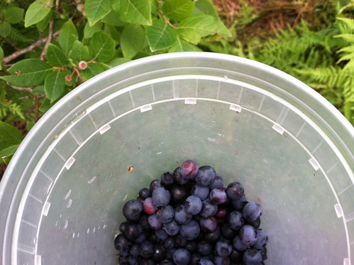 wild blueberry picking