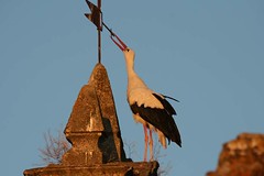 Egrets, Herons, Ibis, Spoonbills, Flamingos, Storks & Cranes
