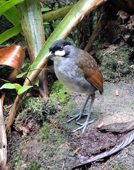 Southern/Amazonian Ecuador birding trip, Feb., 2015 with High Lonesome