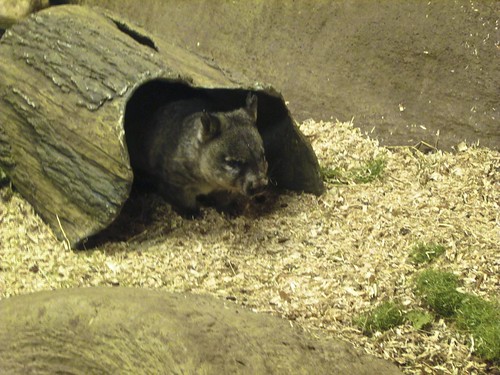 5.14 - Wombat